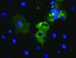 Anti-L1CAM Mouse Monoclonal Antibody [clone: OTI2B11]