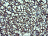 Anti-ATG3 Mouse Monoclonal Antibody [clone: OTI3H2]
