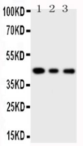 Anti-SAPK4 Rabbit Polyclonal Antibody