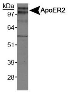 Anti-LRP8 Rabbit Polyclonal Antibody