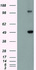 Anti-GFAP Mouse Monoclonal Antibody [clone: OTI4G8]