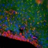 IHC-P of mouse liver tissue (Dilution at:1:200) using DNase gamma antibody