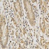 IHC-P image of human stomach tissue using DNMT3A antibody (primary antibody dilution at 1:200)