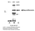 Anti-MKI67 Rabbit Polyclonal Antibody