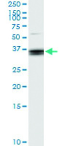 Anti-PLSCR3 Polyclonal Antibody Pair