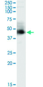 Anti-ARMC8 Mouse Monoclonal Antibody