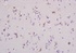 Anti-KIDINS220 Rabbit Polyclonal Antibody