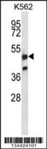 Anti-NRF1 Rabbit Polyclonal Antibody (PE (Phycoerythrin))