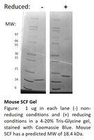 Mouse Recombinant SCF (from E. coli)