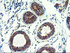 Anti-TFG Mouse Monoclonal Antibody [clone: OTI2C3]