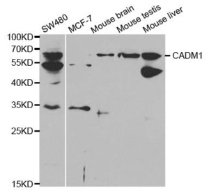 Western blot analysis of extracts of various cell lines using CADM1 antibody