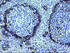 Anti-TSC22D1 Mouse Monoclonal Antibody [clone: OTI1A5]