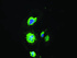 Anti-PMEL Mouse Monoclonal Antibody [clone: OTI10E5]