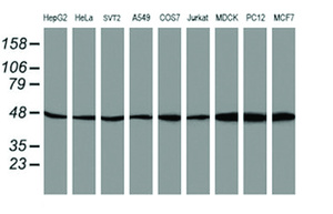Anti-ATG3 Mouse Monoclonal Antibody [clone: OTI3H2]