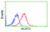 Anti-ACAT2 Mouse Monoclonal Antibody [clone: OTI1C5]
