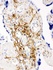 Anti-CD47 Rabbit Antibody