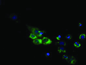 Anti-CYP1A2 Mouse Monoclonal Antibody [clone: OTI7D12]