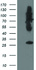 Anti-SNAP25 Mouse Monoclonal Antibody [clone: OTI4F3]