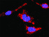 Anti-CAMK2G + FLNA Antibody Pair