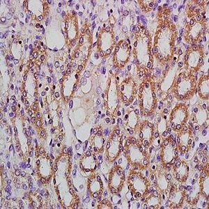 Immunohistochemical analysis of formalin-fixed and paraffin embedded rat kidney tissue (Dilution at:1:200) using Frizzled 2 antibody