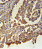 Anti-MC2R Rabbit Polyclonal Antibody (PE (Phycoerythrin))