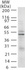 Anti-RAD18 Mouse Monoclonal Antibody [clone: 79B1048.1]