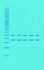 Experimentation kits, mitochondrial DNA analysis using PCR