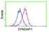 Anti-EPM2AIP1 Mouse Monoclonal Antibody [clone: OTI2A2]