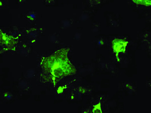 Anti-FCGR2A Mouse Monoclonal Antibody [clone: OTI9C6]