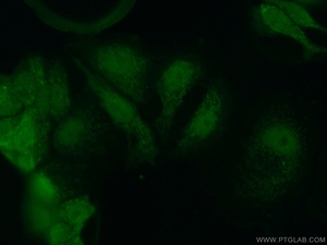 Anti-CEBPG Rabbit Polyclonal Antibody