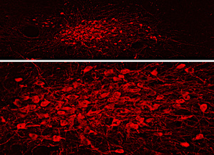 Immunofluorescent visualization of dopaminergic neurons in formalin-fixed floated cryostat section from the rat zona incerta. Photo courtesy of Dr. Erik Hrabovszky, Hungarian Academy of Sciences, Budapest, Hungary.