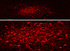 Immunofluorescent visualization of dopaminergic neurons in formalin-fixed floated cryostat section from the rat zona incerta. Photo courtesy of Dr. Erik Hrabovszky, Hungarian Academy of Sciences, Budapest, Hungary.