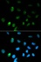 Immunofluorescense analysis of HepG2 cell using CGA antibody