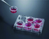 VWR®, Cell Culture Insert Plates, PC