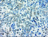 Anti-GBP2 Mouse Monoclonal Antibody [clone: OTI5C8]