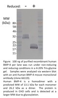 Human Recombinant BMP4 (from CHO cells)