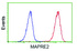 Anti-MAPRE2 Mouse Monoclonal Antibody [clone: OTI3C7]