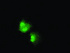 Anti-NUDT6 Mouse Monoclonal Antibody [clone: OTI10A9]