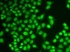 Immunofluorescense analysis of A549 cell using HNRNPK antibody