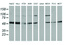 Anti-PACSIN3 Mouse Monoclonal Antibody [clone: OTI4A5]