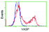 Anti-VASP Mouse Monoclonal Antibody [clone: OTI2G1]