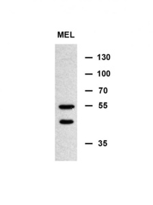 Anti-MINPP1 Rabbit Polyclonal Antibody (APC (Allophycocyanin))