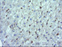 Anti-LZIC Mouse Monoclonal Antibody [clone: OTI5E3]