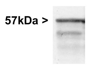 Western blot of whole rat brain stem homogenate stained with BSENR-1401-50 at dilution of 1:20,000. A prominent band running with an apparent SDS-PAGE molecµlar weight of ~57kDa corresponds to Peripherin. A lower band at ~48kDa is derived from the Peripherin molecµle.