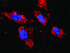 Anti-NFKB1 Antibody Pair