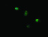 Anti-NDOR1 Mouse Monoclonal Antibody [clone: OTI2G4]