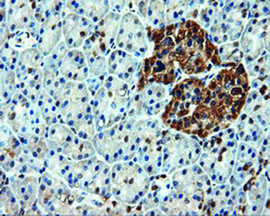 Anti-HSPA1A Mouse Monoclonal Antibody [clone: OTI1B2]
