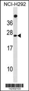 Anti-MPDU1 Rabbit Polyclonal Antibody (AP (Alkaline Phosphatase))