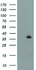 Anti-ERCC1 Mouse Monoclonal Antibody [clone: OTI3E1]