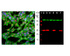 Left: Analysis of SH-SY5Y cells for UCHL1 (green) amd fibrillarin (red) expression by ICC. Blue: DAPI nuclear stain. Right: Western blot analysis of tissue and cell lysates for UCHL1 (red, lanes 2-7) and HSP60 (green) expression.
